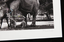 Charger l&#39;image dans la galerie, ROAMCOUCH Vandal Zoo - print
